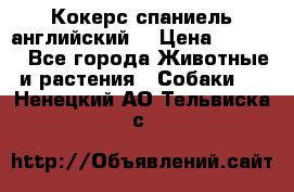 Кокерс спаниель английский  › Цена ­ 4 500 - Все города Животные и растения » Собаки   . Ненецкий АО,Тельвиска с.